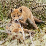 Red Fox cub in nature