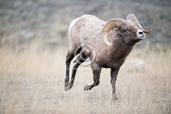 Big horn sheep (wild) Big horn sheep (wild)