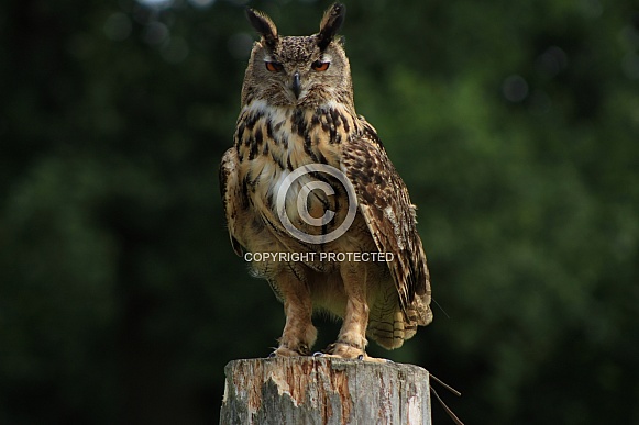 Eurasian Eagle-Owl