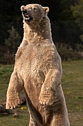 Polar Bear Standing Upright Showing Teeth