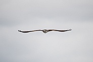 Osprey flying against a gray sky