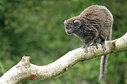 Lac Alaotra bamboo lemur