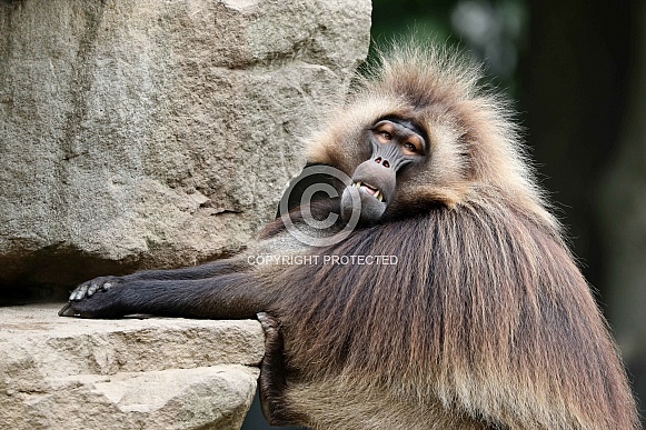 Bleeding Heart Monkey (Theropithecus gelada) Bleeding Heart Monkey (Theropithecus gelada)