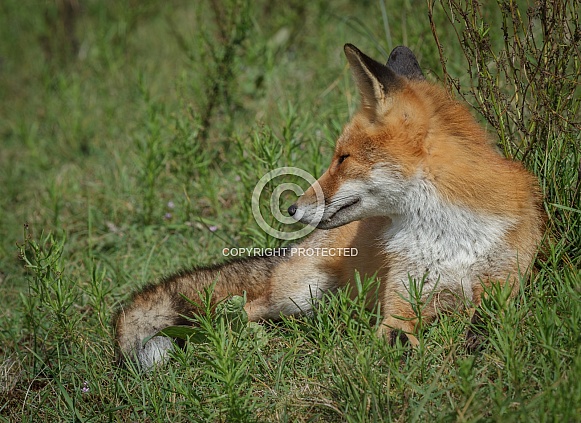 Red Fox in the wild