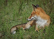 Red Fox in the wild