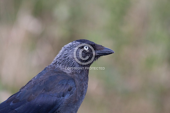 Jackdaw