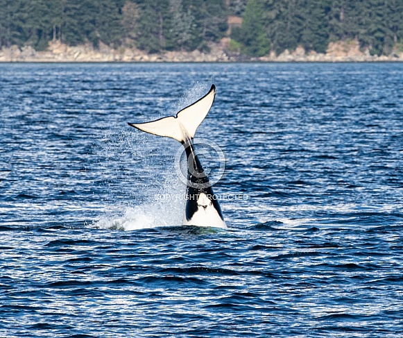 Orca Killer Whales Orca Killer Whales