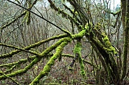 Mossy tree branches in a wetland area