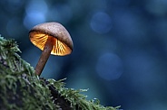 Mushroom night light