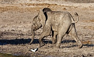 Baby Elephant - Botswana