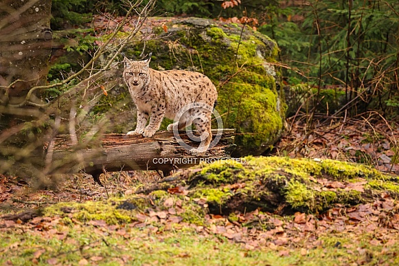 Eurasian lynx in the nature habitat. Beautiful and charismatic animal. Wild Europe. European wildlife. Animals in european forests. Lynx lynx.