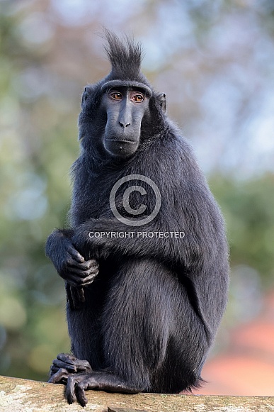 Crested Macaque (Macaca nigra)