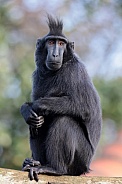 Crested Macaque (Macaca nigra)