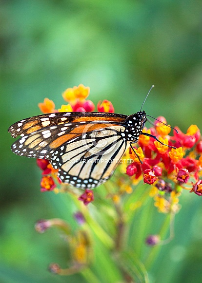 Monarch Butterfly Monarch Butterfly