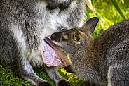 Macropus rufogriseus, close view of kangaroo family.