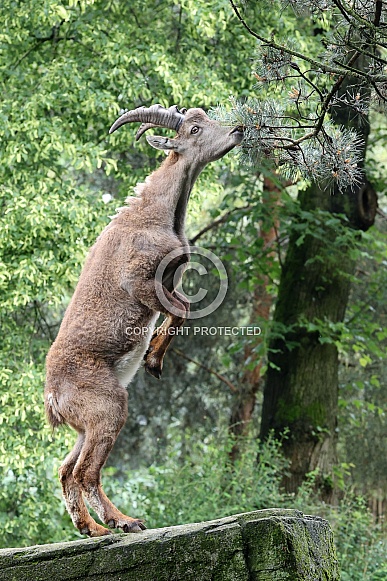 The Alpine ibex (Capra ibex)