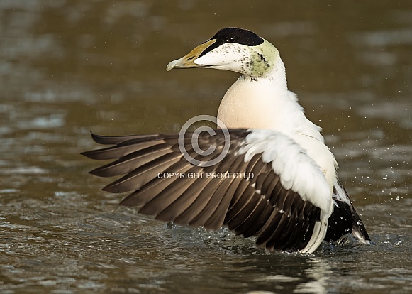 Eider Drake Eider Drake