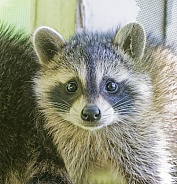 Raccoons