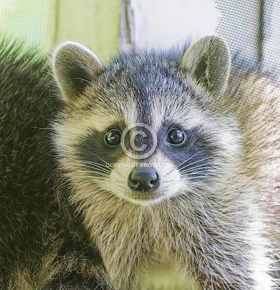 Raccoons