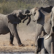 African Elephants fighting - Etosha National Park - Namibia