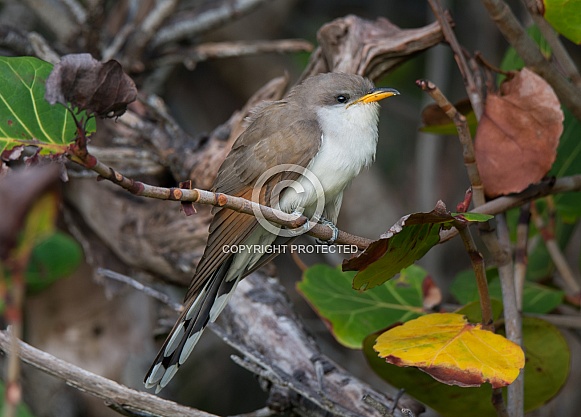 Yellow-billed Cuckoo