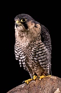 Falcon Portrait On Black Background