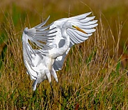 Great Egret Flying - Ardea alba - Great White Egret landing in marsh with wings out showing feather detail