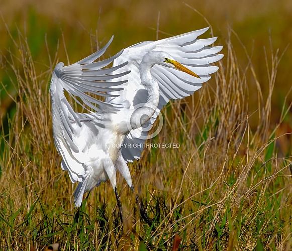 Great Egret Flying - Ardea alba - Great White Egret landing in marsh with wings out showing feather detail Great Egret Flying - Ardea alba - Great White Egret landing in marsh with wings out showing feather detail