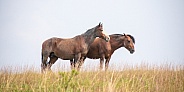 Wild Horse (Equus caballus)