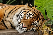 Sumatran Tiger