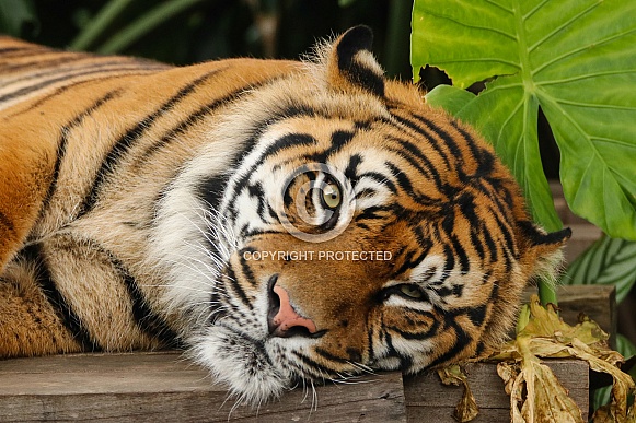 Sumatran Tiger Sumatran Tiger
