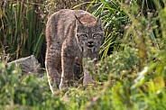 Canada Lynx In Grass