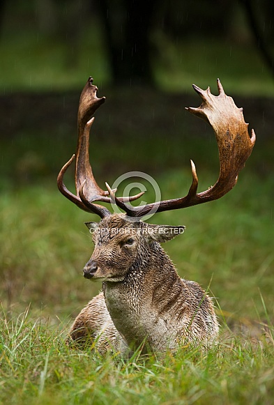 Fallow deer Fallow deer