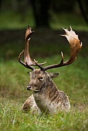 Fallow deer