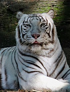 White Tiger