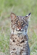 Bobcat