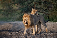 Lion cub trying to play with male lion