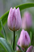 Close-up of purple wet tulips