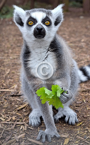 Young Ring-tailed Lemur