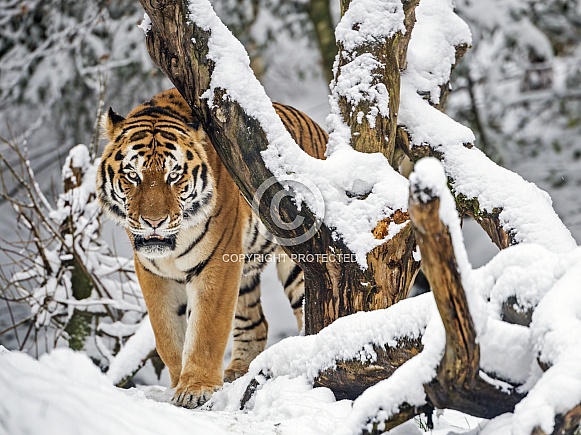 Siberian tiger in the snow