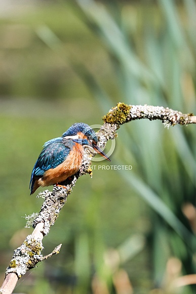 European Kingfisher