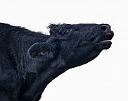 Black cow or bovine mooing, bellowing, blaring, braying or calling