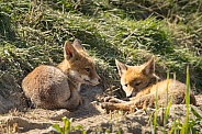 Red fox cub/cubs in nature