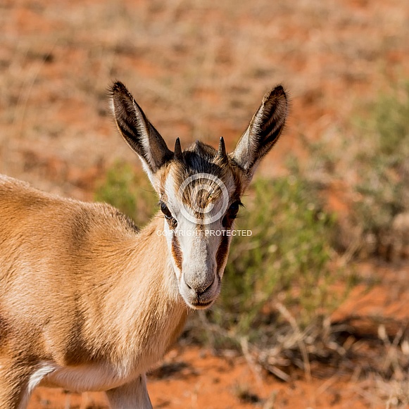 Springbok