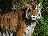 Siberian tiger