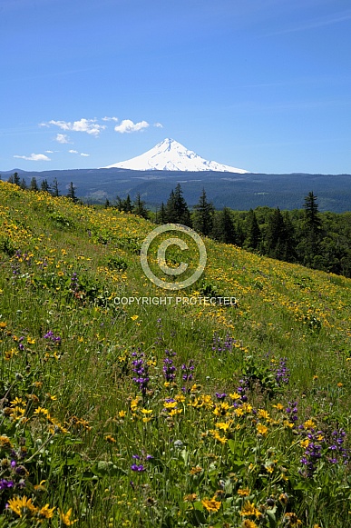 Mt Hood in the background of a meadow covered in wildflower blossoms