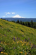 Mt Hood in the background of a meadow covered in wildflower blossoms