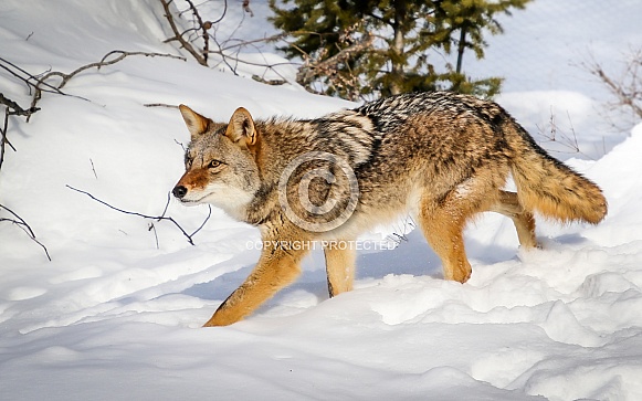 Coyote in winter snow