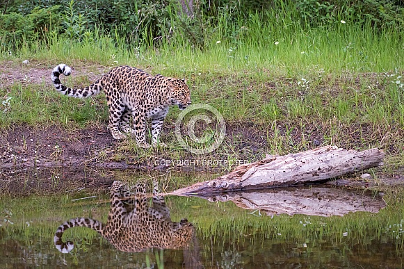 Amur Leopard - Male