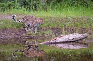 Amur Leopard - Male
